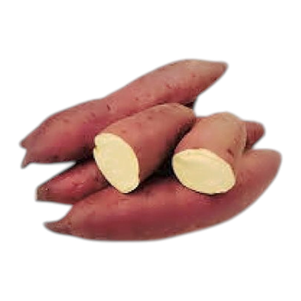 Japanese Chestnut Sweet Potato